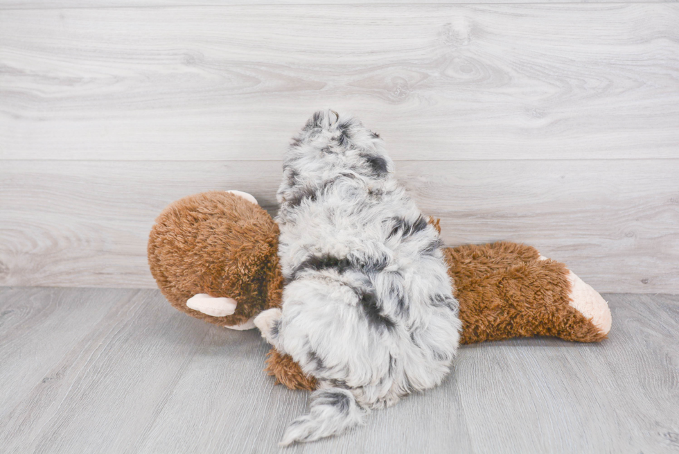 Best Mini Aussiedoodle Baby