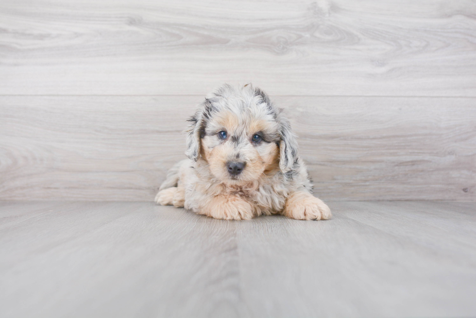 Petite Mini Aussiedoodle Poodle Mix Pup