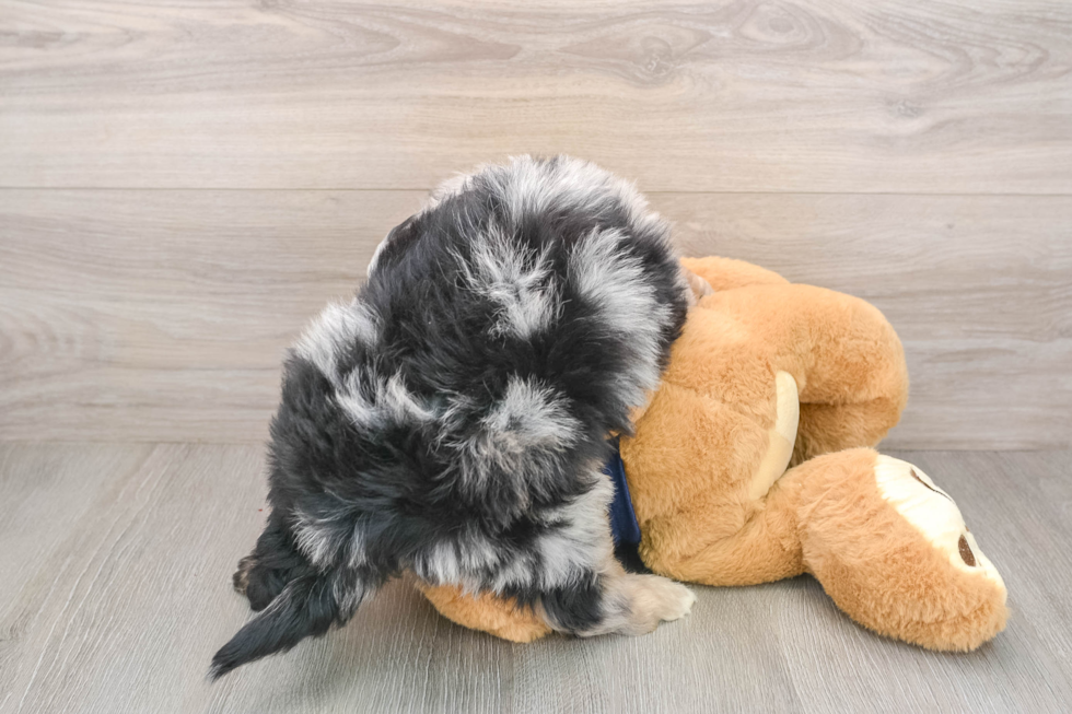 Happy Mini Aussiedoodle Baby