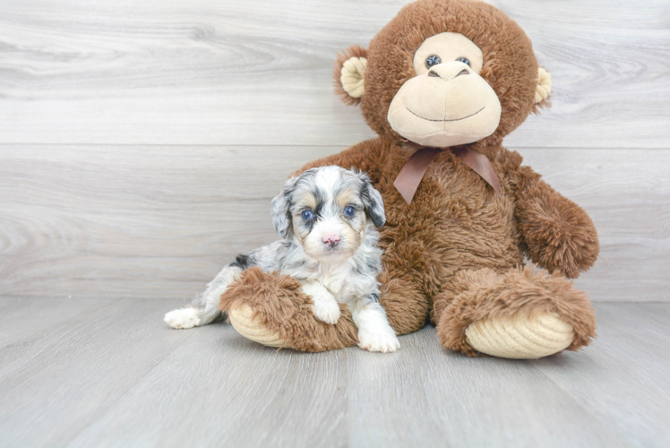 Best Mini Aussiedoodle Baby