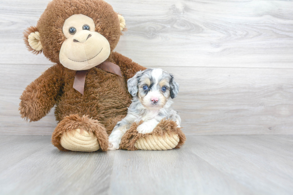 Little Aussiepoo Poodle Mix Puppy