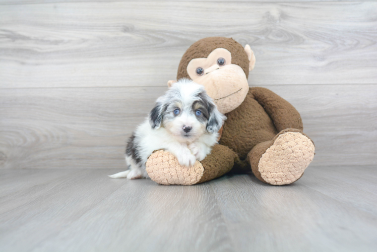 Best Mini Aussiedoodle Baby