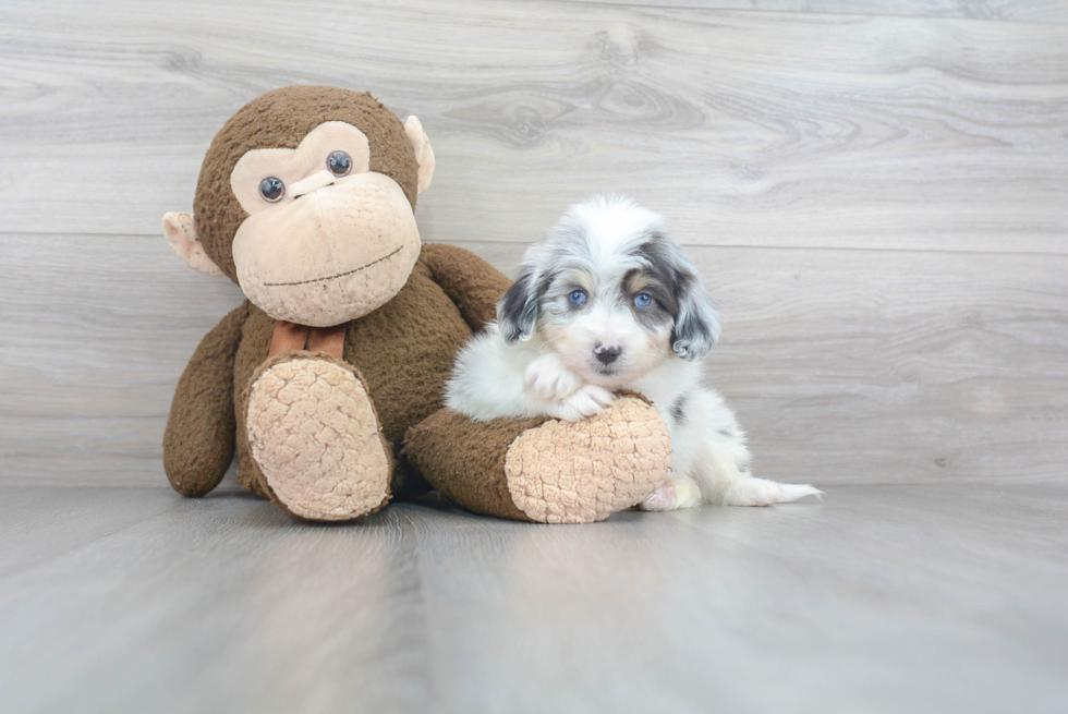 Hypoallergenic Aussiepoo Poodle Mix Puppy