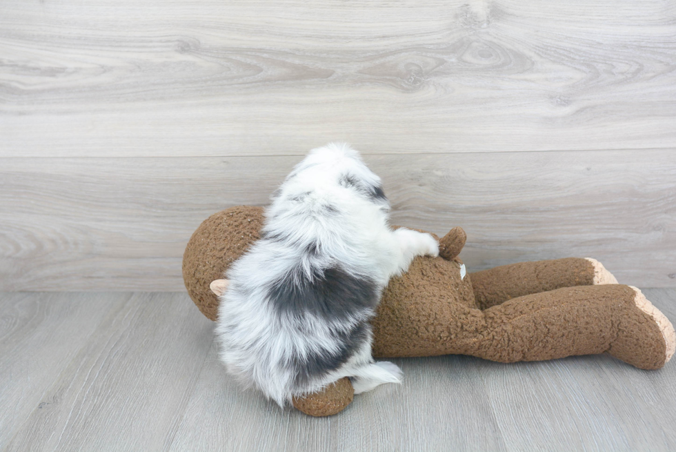 Mini Aussiedoodle Pup Being Cute