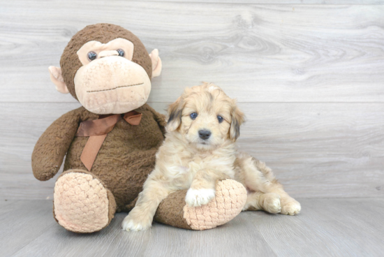 Mini Aussiedoodle Pup Being Cute