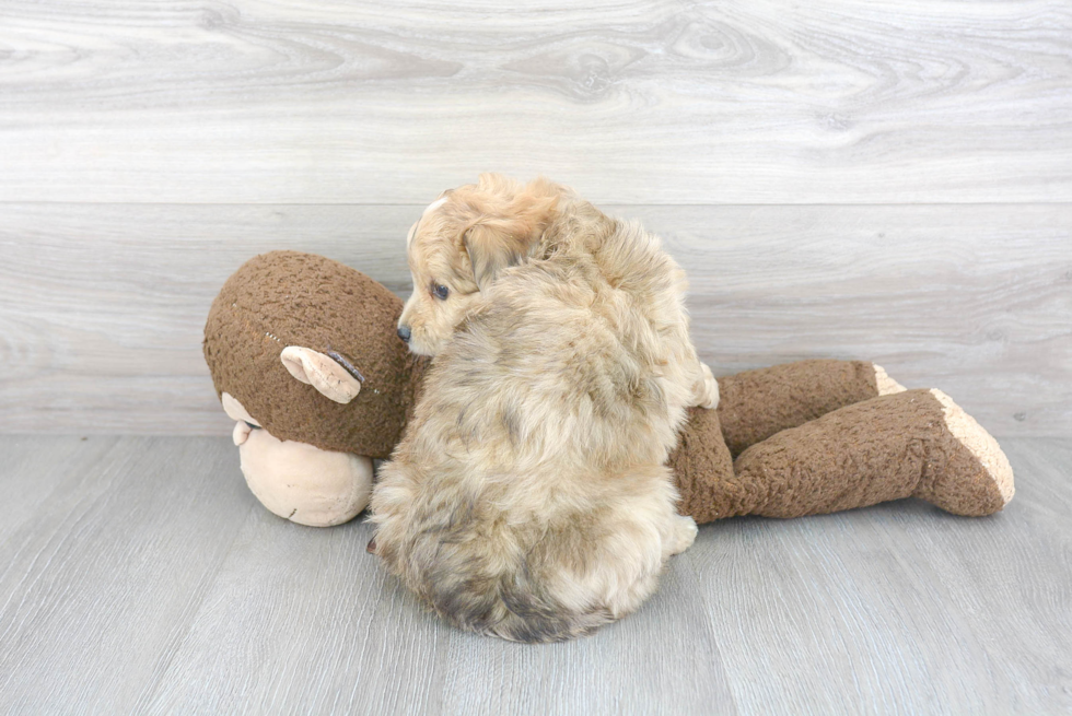 Fluffy Mini Aussiedoodle Poodle Mix Pup