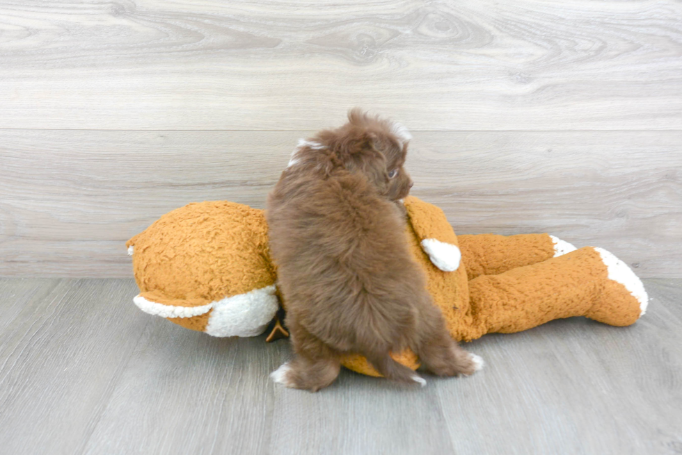 Funny Mini Aussiedoodle Poodle Mix Pup