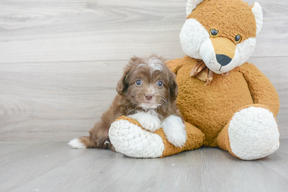 Petite Mini Aussiedoodle Poodle Mix Pup