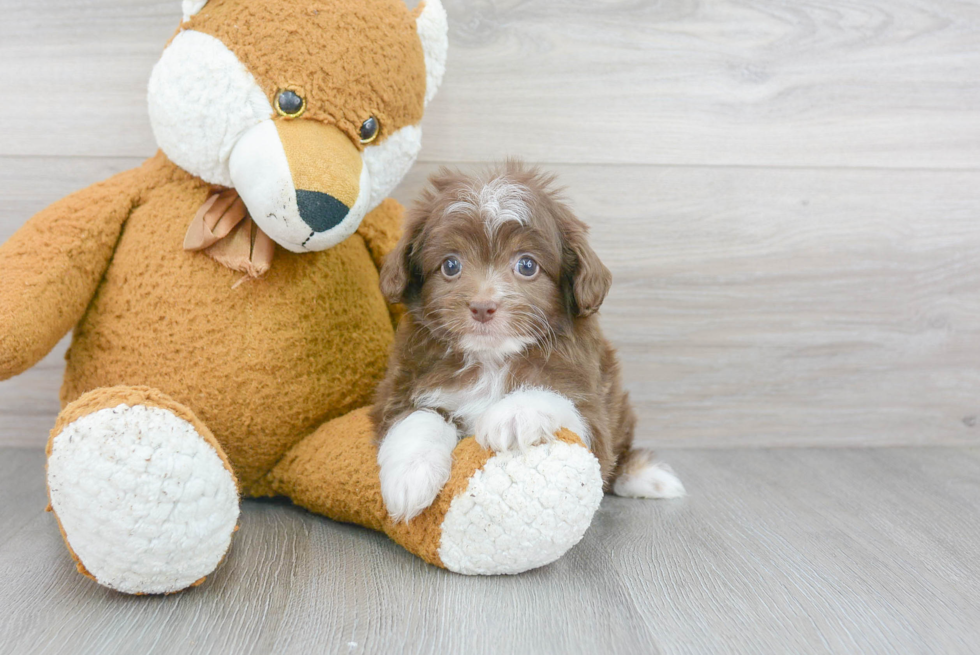 Mini Aussiedoodle Puppy for Adoption