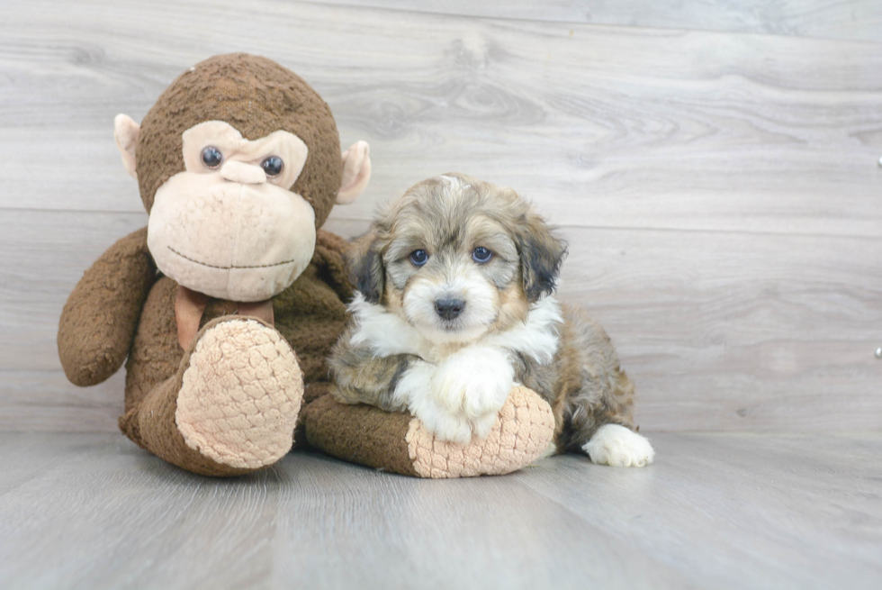 Best Mini Aussiedoodle Baby