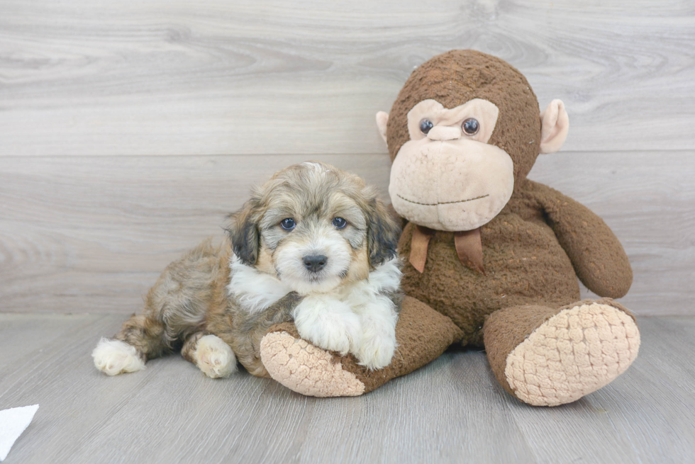 Little Aussiepoo Poodle Mix Puppy