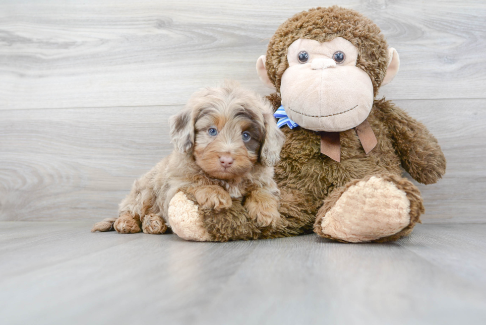 Hypoallergenic Aussiepoo Poodle Mix Puppy