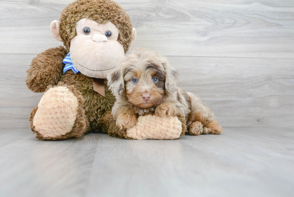 Mini Aussiedoodle Pup Being Cute