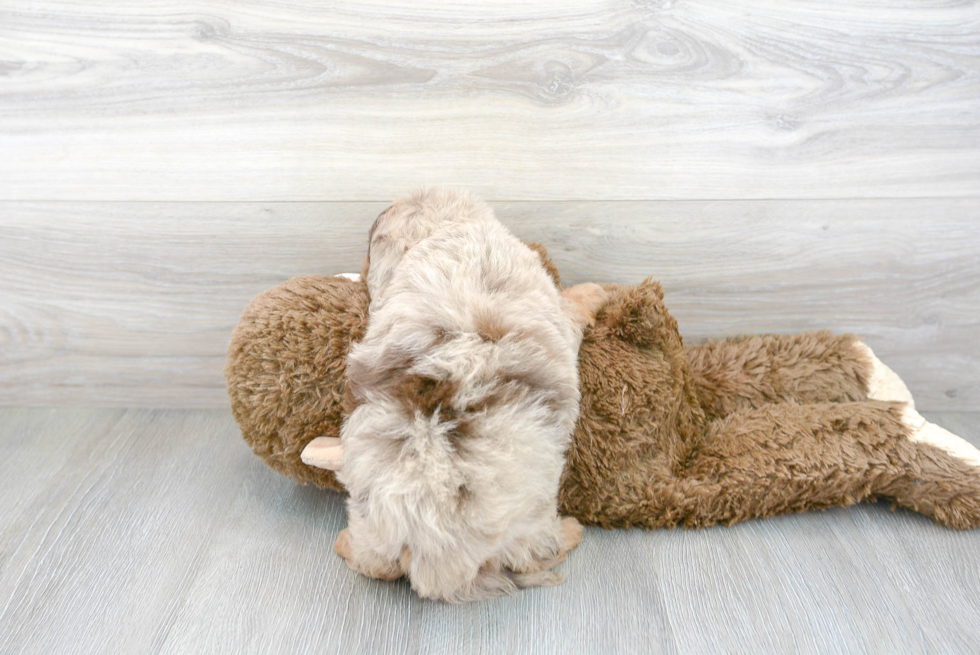 Mini Aussiedoodle Puppy for Adoption