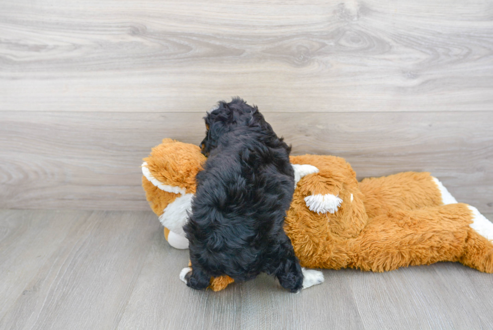 Happy Mini Aussiedoodle Baby