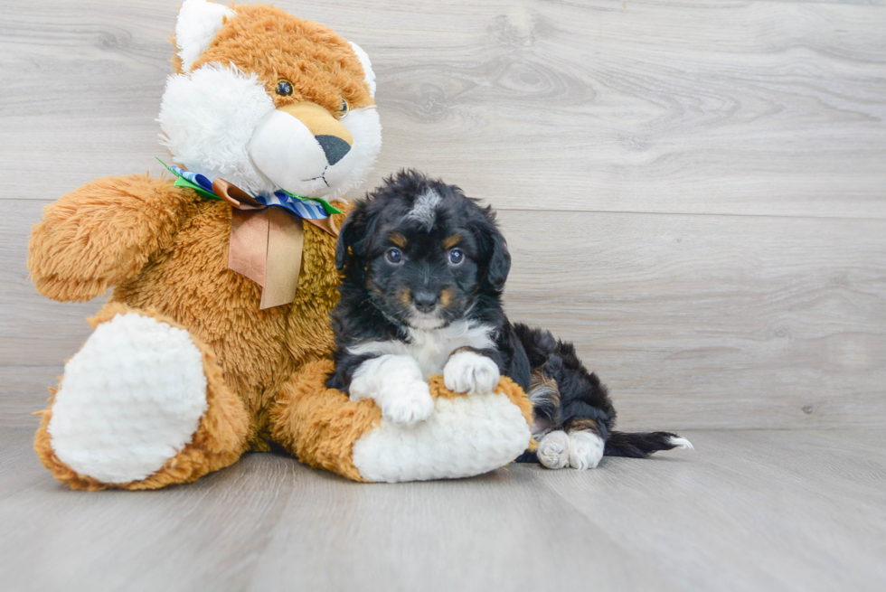 Petite Mini Aussiedoodle Poodle Mix Pup