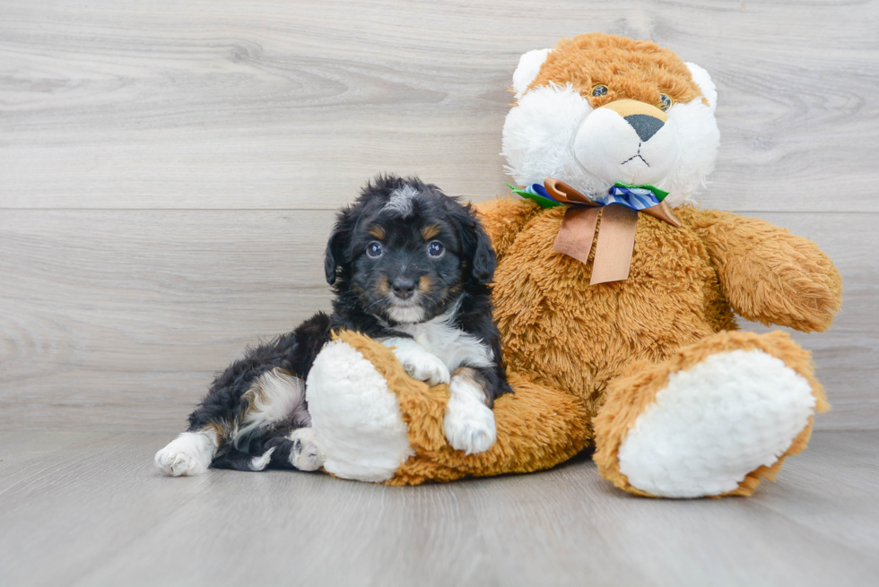 Mini Aussiedoodle Puppy for Adoption