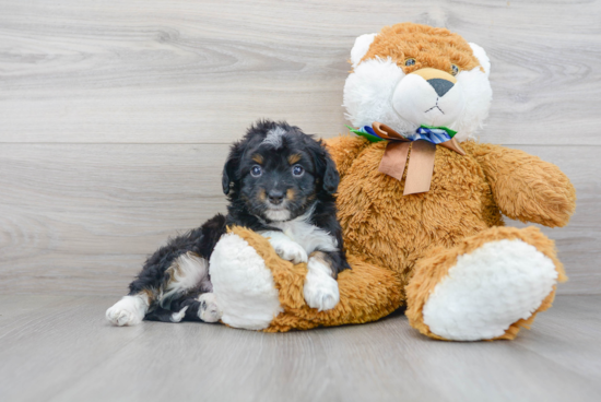 Mini Aussiedoodle Puppy for Adoption