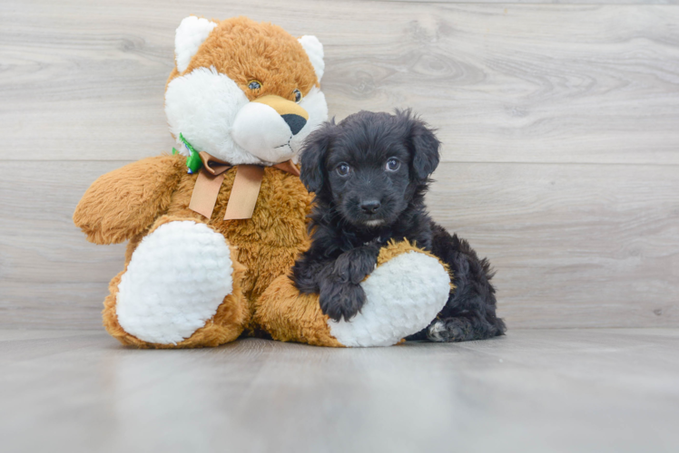 Cute Mini Aussiedoodle Poodle Mix Pup