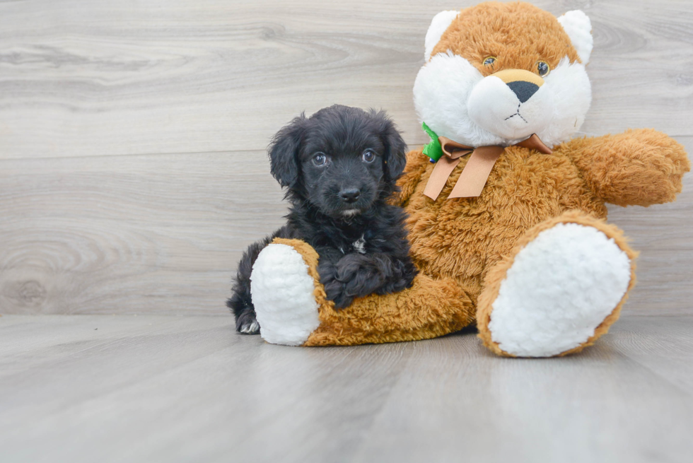 Best Mini Aussiedoodle Baby
