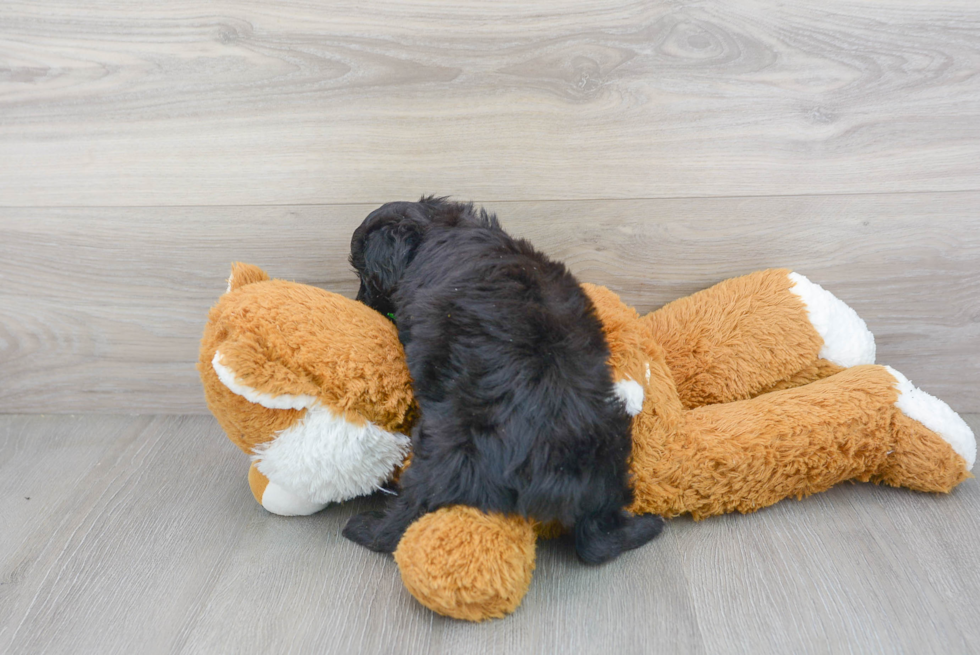 Mini Aussiedoodle Puppy for Adoption
