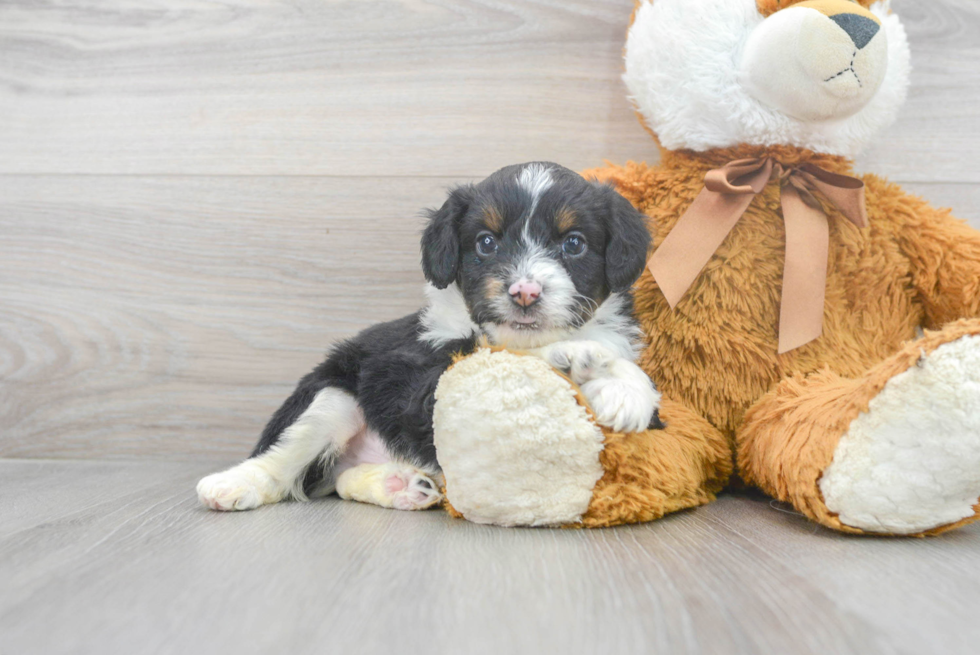 Best Mini Aussiedoodle Baby