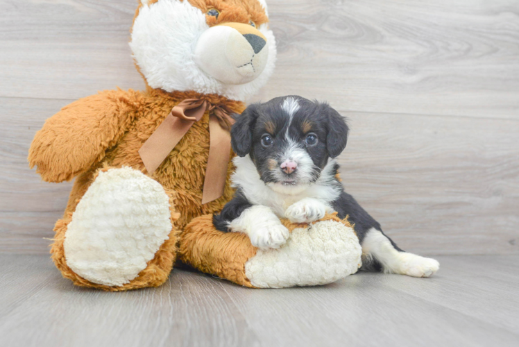 Cute Mini Aussiedoodle Baby