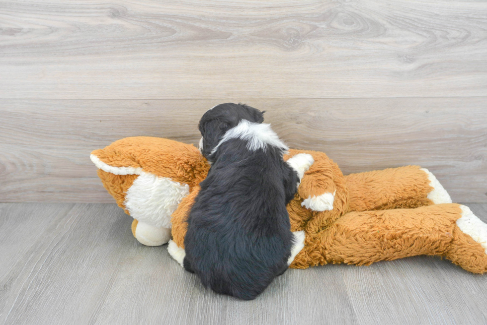 Mini Aussiedoodle Pup Being Cute