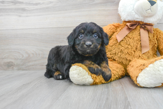 Mini Aussiedoodle Puppy for Adoption