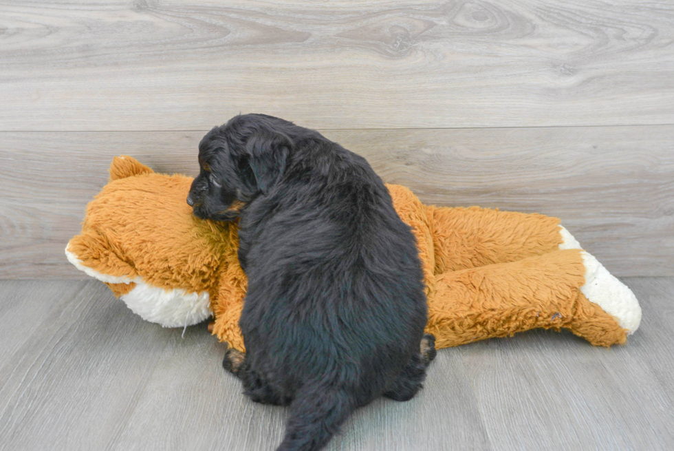 Funny Mini Aussiedoodle Poodle Mix Pup