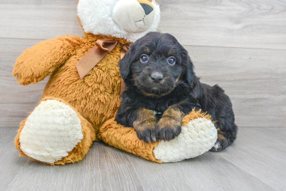 Mini Aussiedoodle Puppy for Adoption