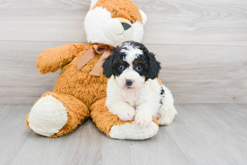 Playful Aussiepoo Poodle Mix Puppy