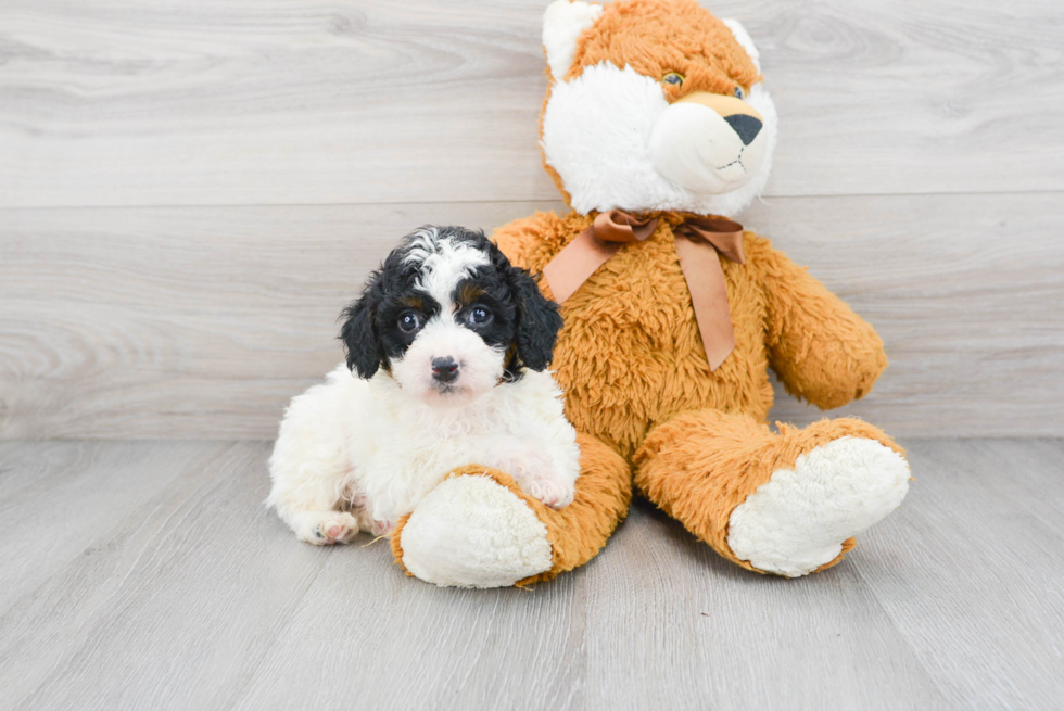 Best Mini Aussiedoodle Baby