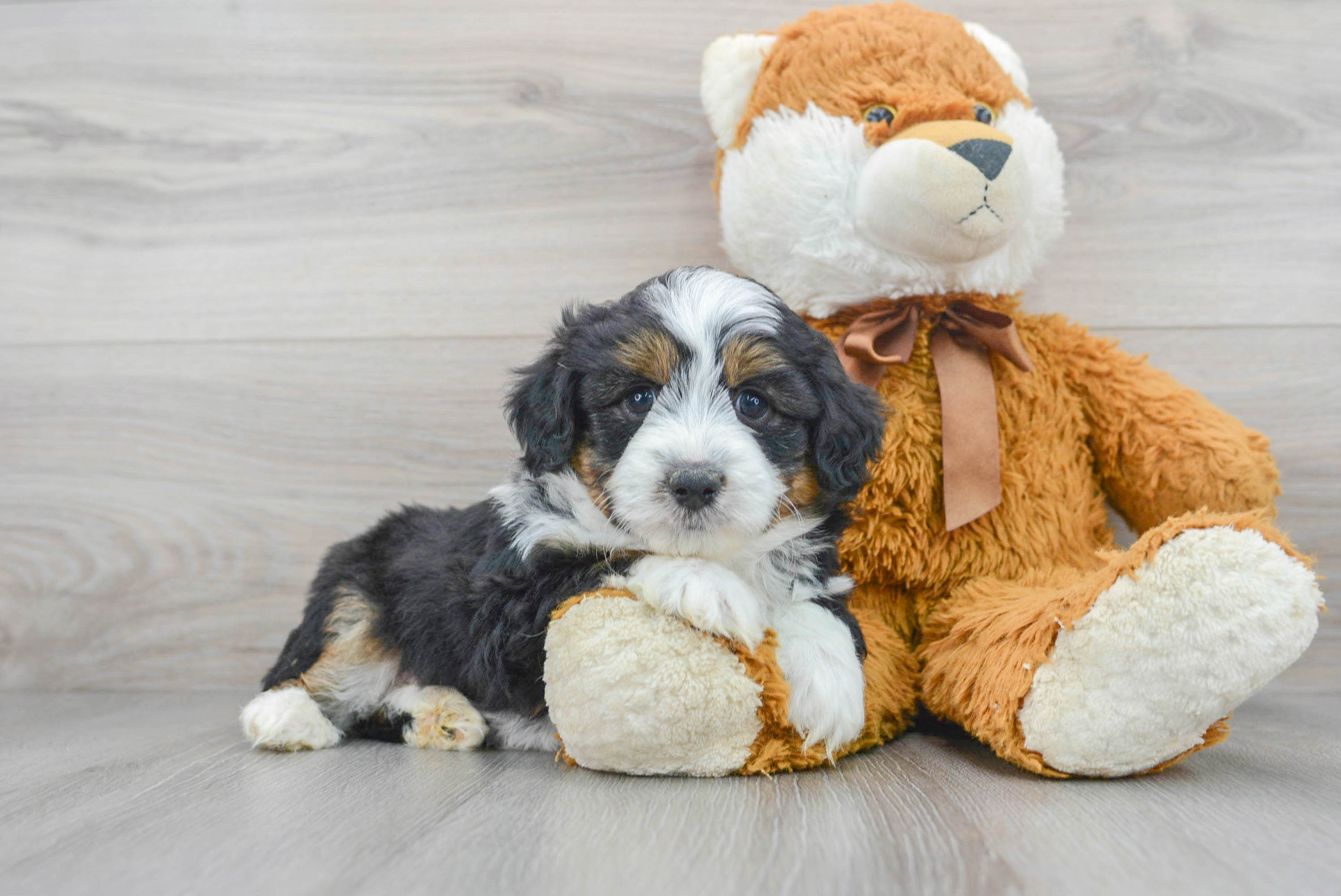 Hypoallergenic Aussiepoo Poodle Mix Puppy