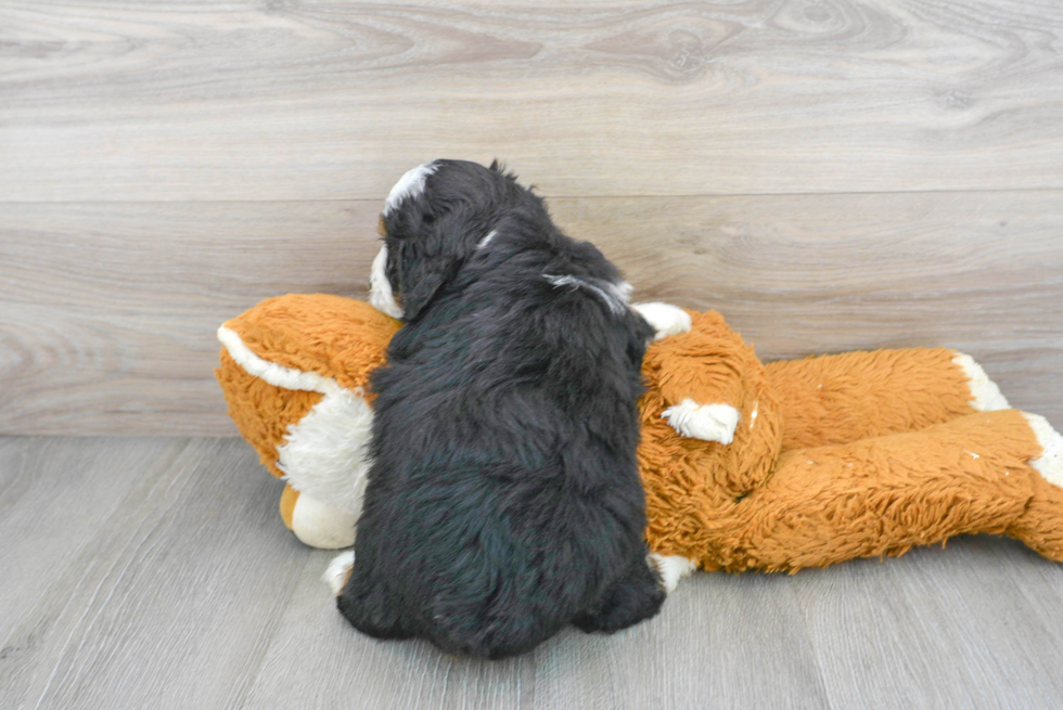 Cute Mini Aussiedoodle Baby