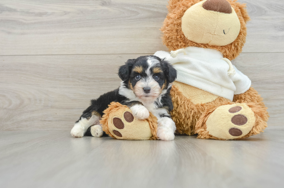 5 week old Mini Aussiedoodle Puppy For Sale - Premier Pups