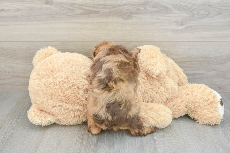 Mini Aussiedoodle Puppy for Adoption