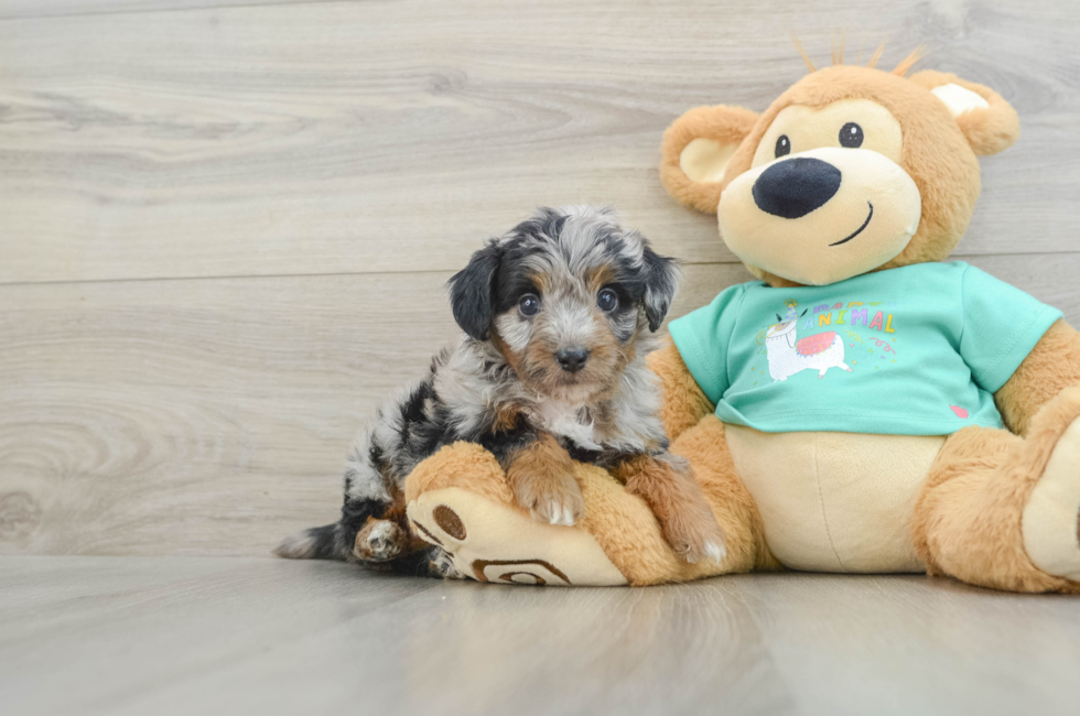 5 week old Mini Aussiedoodle Puppy For Sale - Premier Pups