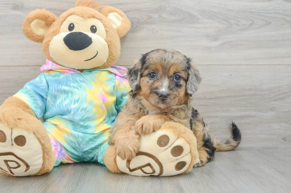 5 week old Mini Aussiedoodle Puppy For Sale - Premier Pups