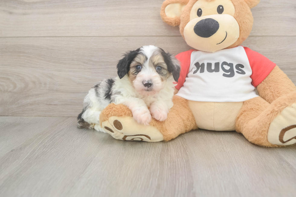 Mini Aussiedoodle Puppy for Adoption