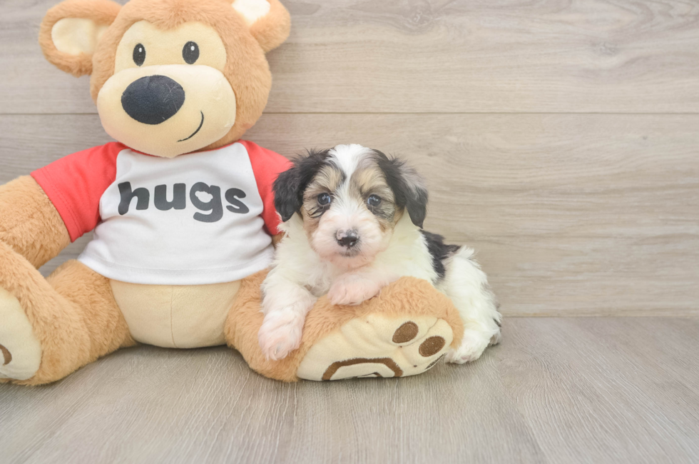 5 week old Mini Aussiedoodle Puppy For Sale - Premier Pups