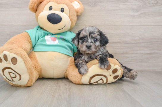Mini Aussiedoodle Pup Being Cute
