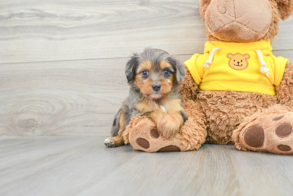 Best Mini Aussiedoodle Baby