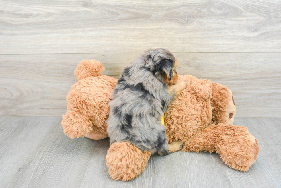 Mini Aussiedoodle Puppy for Adoption