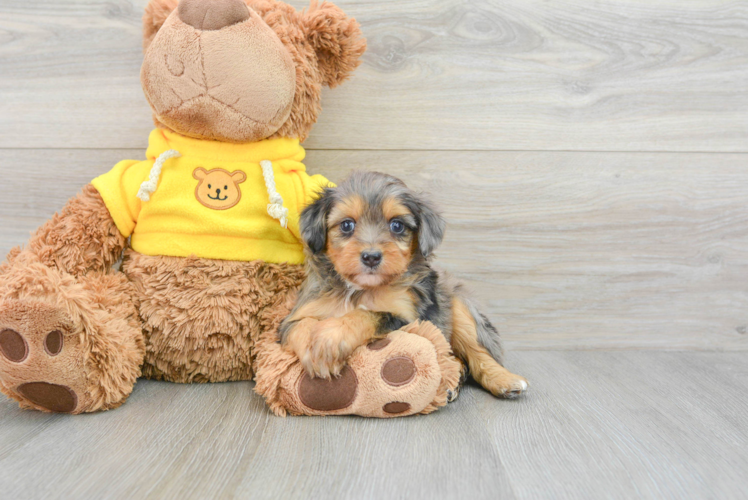 Hypoallergenic Aussiepoo Poodle Mix Puppy