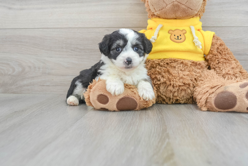 Best Mini Aussiedoodle Baby