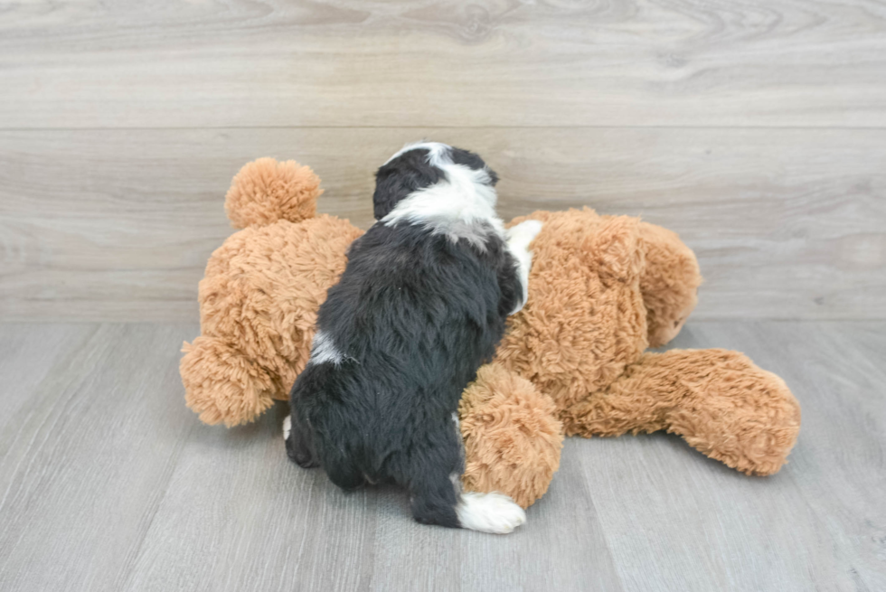 Sweet Mini Aussiedoodle Baby