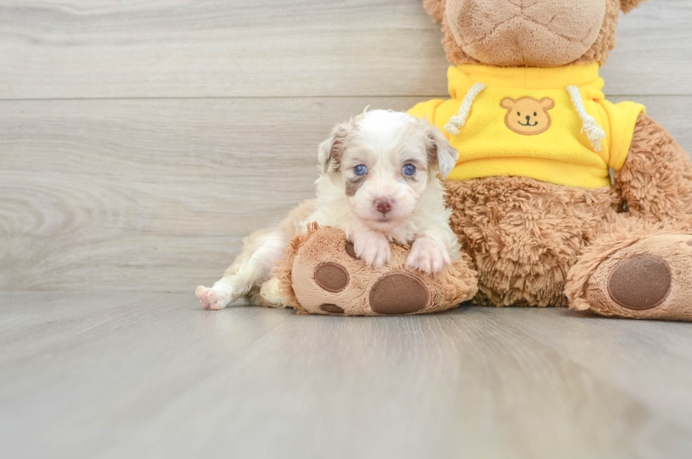 7 week old Mini Aussiedoodle Puppy For Sale - Premier Pups