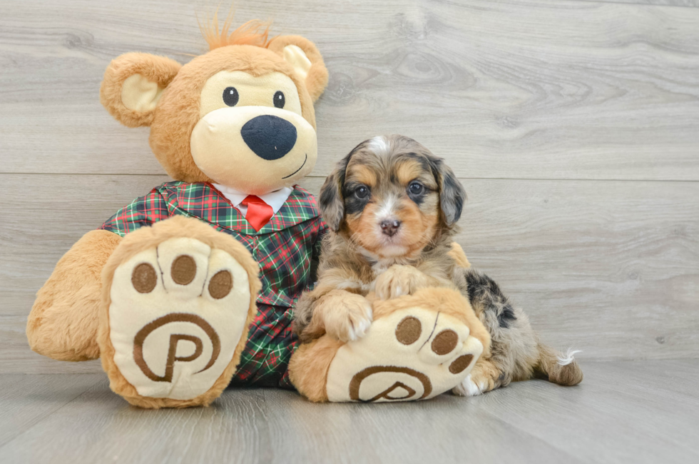 5 week old Mini Aussiedoodle Puppy For Sale - Premier Pups