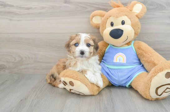 Friendly Mini Aussiedoodle Baby